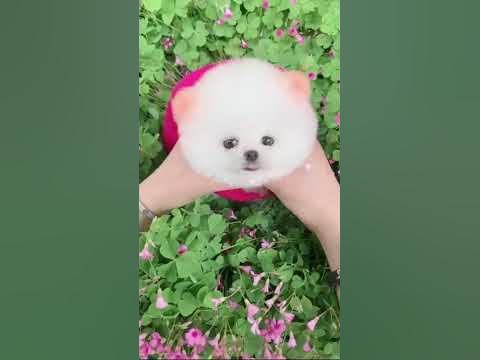 Pomeranian Dog | How to buy cute Pomeranian Dog | Pocket Dog | Teacup ...