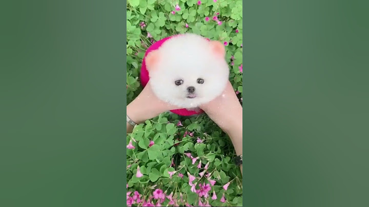 Pomeranian Dog | How to buy cute Pomeranian Dog | Pocket Dog | Teacup dog |  #puppies #shorts #viral