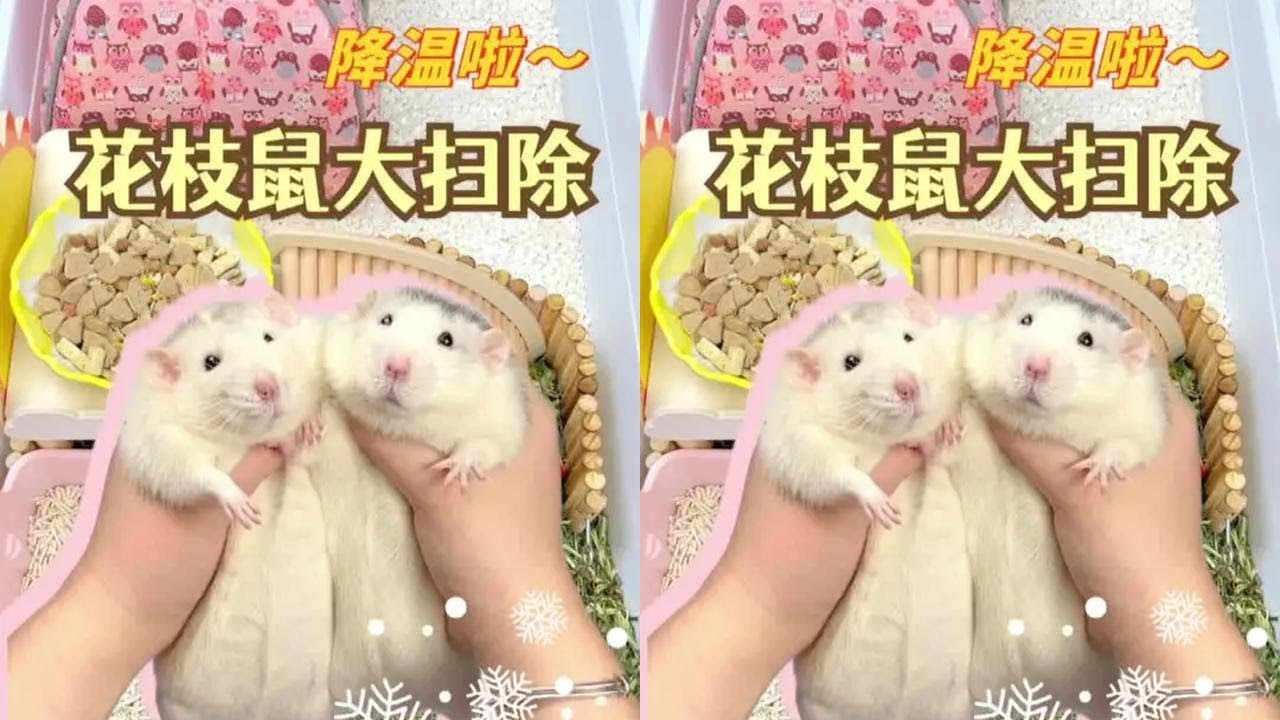 这几天竟然零下了！赶紧给鼠鼠们大扫除保暖保暖～