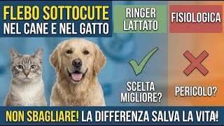 Download Lagu ⚠️ INSUFFICIENZA RENALE GATTO E CANE: Quale Flebo Sottocute? Ringer VS Fisiologica MP3