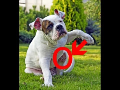 Об этом надо знать Аллергия у собак как с этим бороться ?????