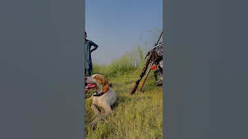 Pointer dog | pointer dog on quail hunting | pointer dog hunting