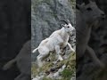 Eagle PUSHES Goat Off a Cliff to Hunt It 🦅🐐 #Shorts #Wildlife