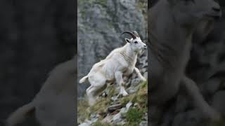 Eagle PUSHES Goat Off a Cliff to Hunt It 🦅🐐 #Shorts #Wildlife