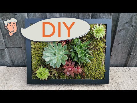 Video: DIY Sukkulenten Wand Pflanzer