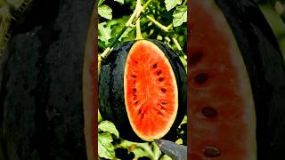 So Delicious Watermelon Oddly Satisfying