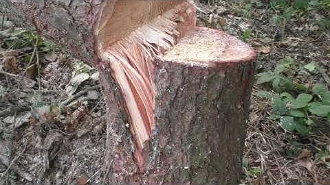 Sizwheel cut: getting the tree to swing