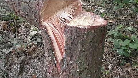 Sizwheel cut: getting the tree to swing