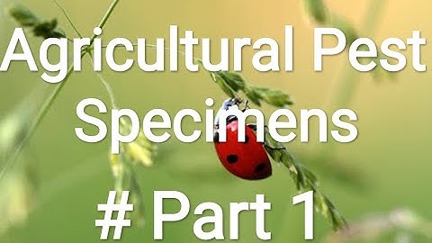 Agricultural Important Pest Specimens - Part 1 #B.Sc(Hons)Agriculture #Practical Classes