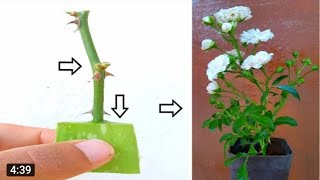 طريقة زراعة الورد الجوري من مادة الألوفيرا أو صبار!