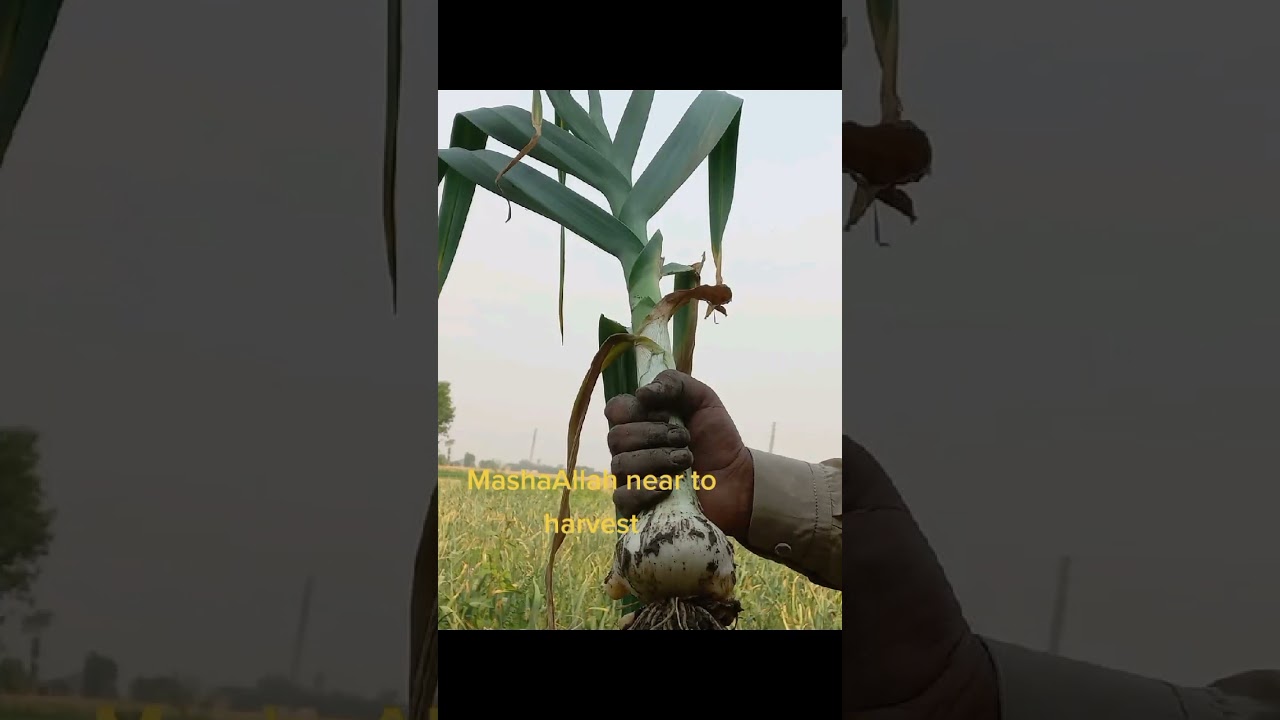 G1 garlic near to harvest MashaAllah
