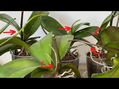 Video: Cymbidium Orchid: təsviri, xüsusiyyətləri və evdə qulluq