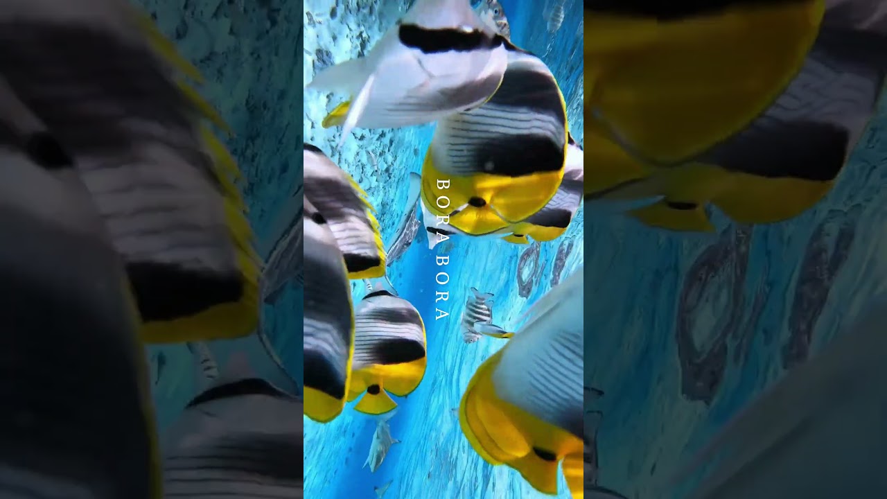 тгк ligitravel - горящие туры, туры заграницу, помощь в оформлении шенгенских виз🏄‍♀️🏝️