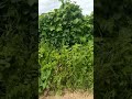 Olha  esse plantio de  milho.