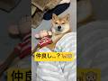モンキーの悲劇🙊#柴犬 #豆柴 #shibainu #犬 #犬のいる暮らし #shorts