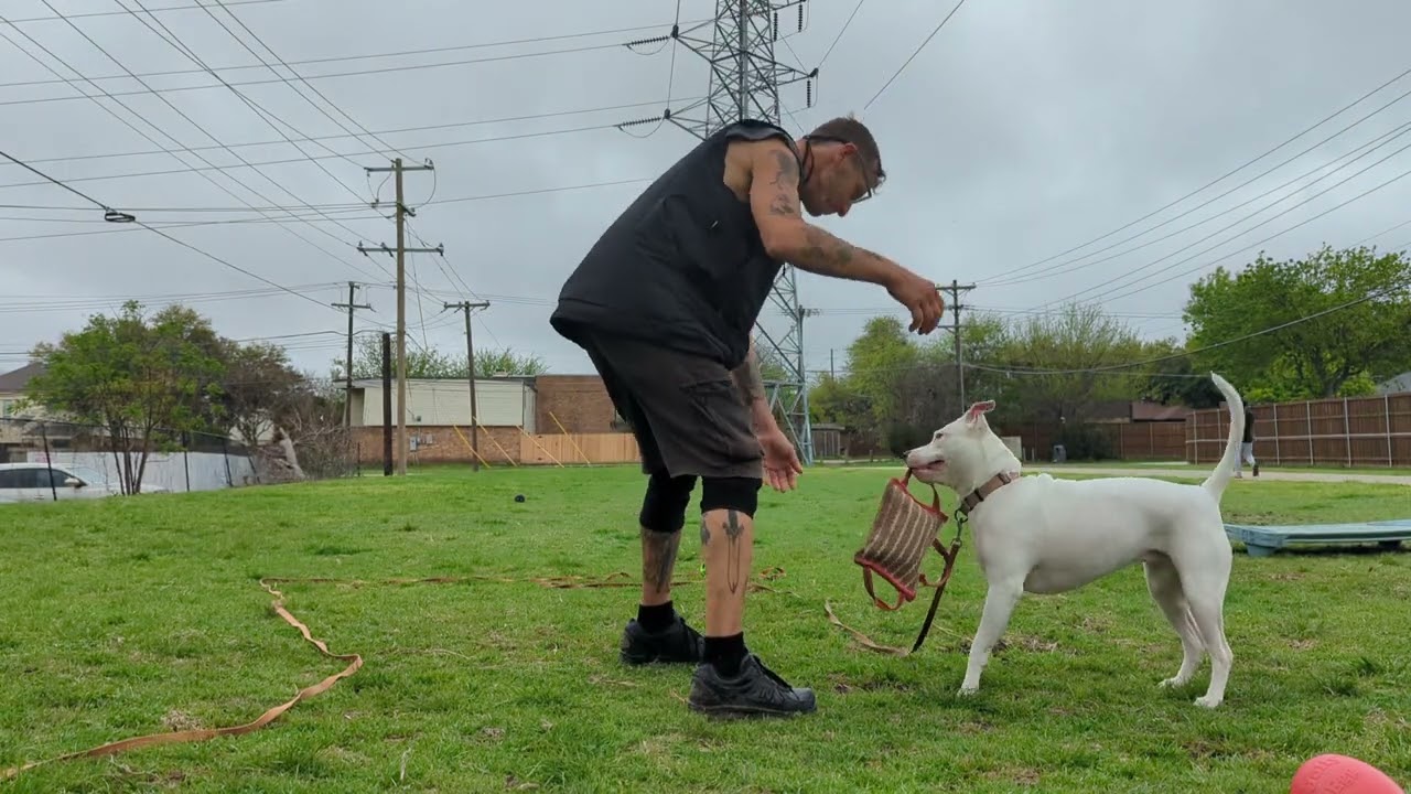 Gabby playtime giggle ball & tug. too many dogs too little space not enough people