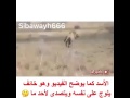 ملك الموت يقبض روح أسد والأسد يدور حوله الله يرحمنا برحمته