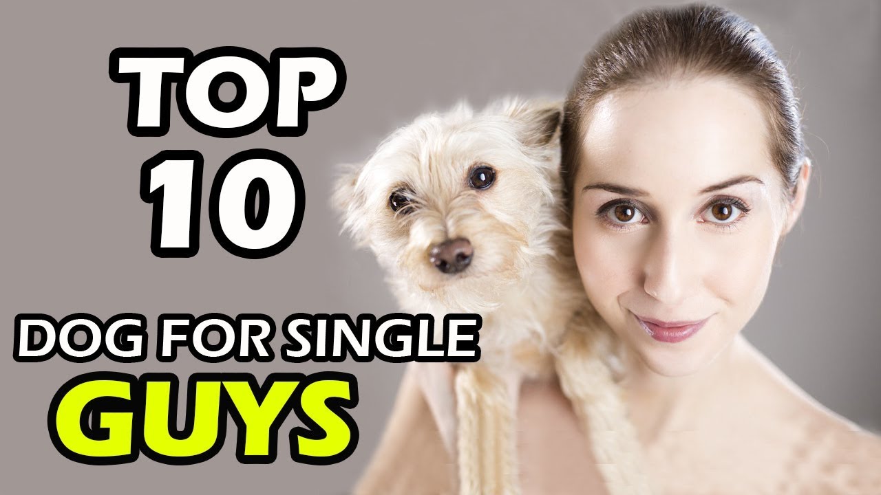 best dog breeds for single guys