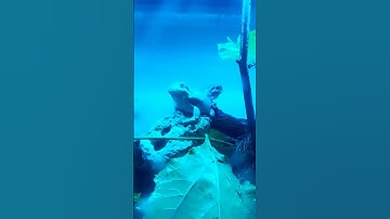 My pet whites tree frogs reaction  to calling noises