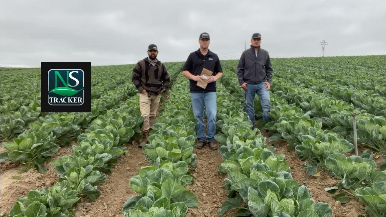 Sampling Sessions with Precision Agri Lab Brussel Sprouts YouTube