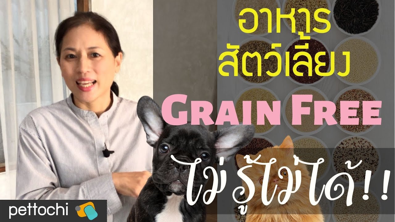 pettochi อาหารสัตว์เลี้ยง Grain Free ไม่รู้ไม่ได้ !!! | เนื้อหาทั้งหมดเกี่ยวกับอาหาร แมว ฟรีเพิ่งได้รับการอัปเดต