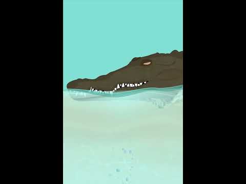 Crocodile Animation