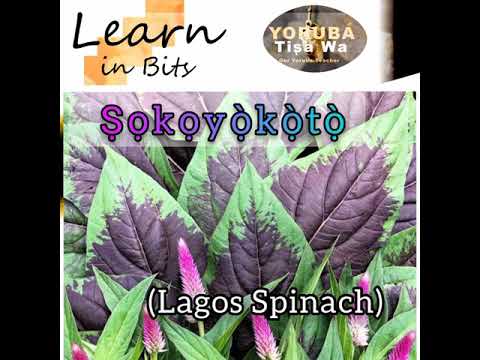 Бейне: Лагос шпинаты өсімдік күтімі: Лагос шпинатын Celosia қалай өсіру керек