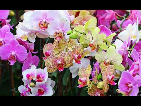 Orchid Review at Epicentr,,, VINNYTSIA,,,