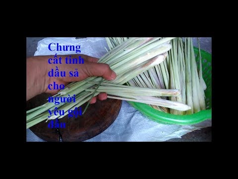 Video Chưng cất tinh dầu sả bằng nồi cơm điện - youtube