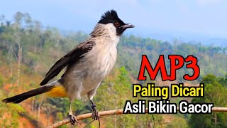 MP3 Suara Burung Kutilang Gacor Memancing Emosi Lawan Agar Bunyi