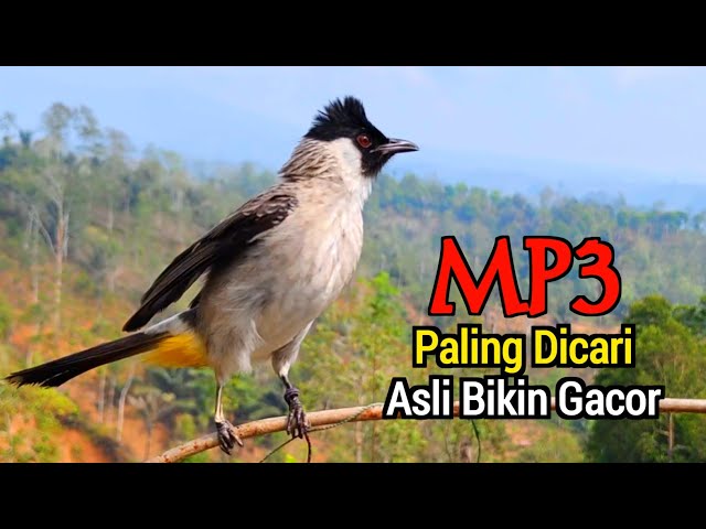 MP3 Suara Burung Kutilang Gacor Memancing Emosi Lawan Agar Bunyi class=