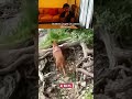 Stalkers caught on camera (Reaction) #reactionvideo #viralsensation #fypp