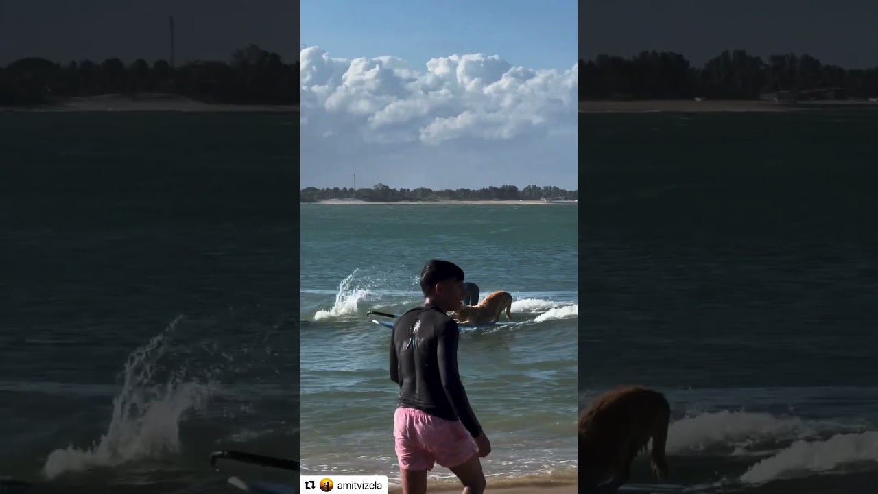 This Surfing Dog is the Cutest Thing You Will See All Day and I Love It!