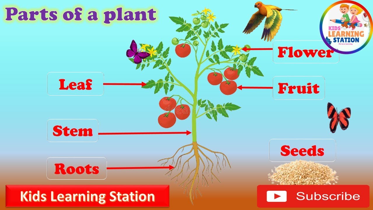 Parts Of A Plant Parts Of Plant And Their Function Parts Of Plant 