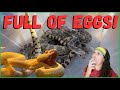Snake full of eggs interrupts rattlesnake cleaning day