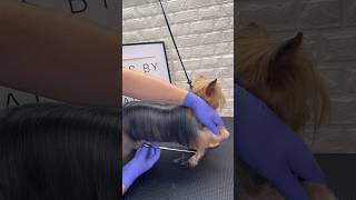 Yorkie Trimming #yorkie #yorkielife #dogs