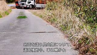 道路を横断するシマヘビ Elaphe quadrivirgata