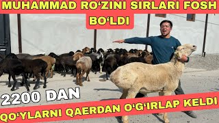 2200 DAN QO‘YDI O‘G‘RLANIP KEGANMI BU QO‘YLAR