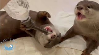 Otter Can Wait Without Getting Angry When Her Water is Intercepted　　#Shorts