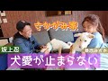 【メロメロ】坂上パパがさかがみ家のわんこたちを紹介♪