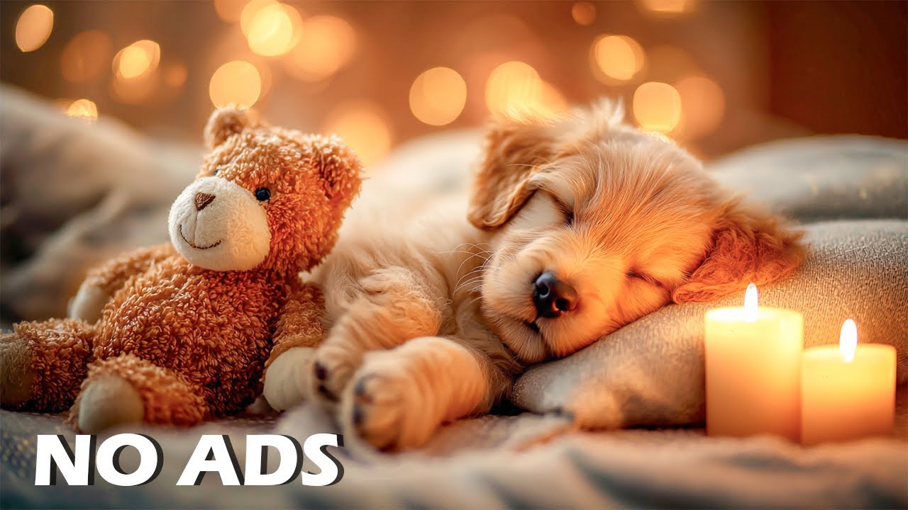 Успокаивающая музыка для глубокого сна для собак🐶🎵Снятие тревоги при разлуке🐶🎵Музыка для собак