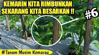 CARA MEMBUAT BESAR BATANG TANAMAN CABE | CARA MENANAM CABE