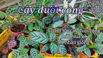 Trồng và chăm sóc cây đuôi công | Calathea