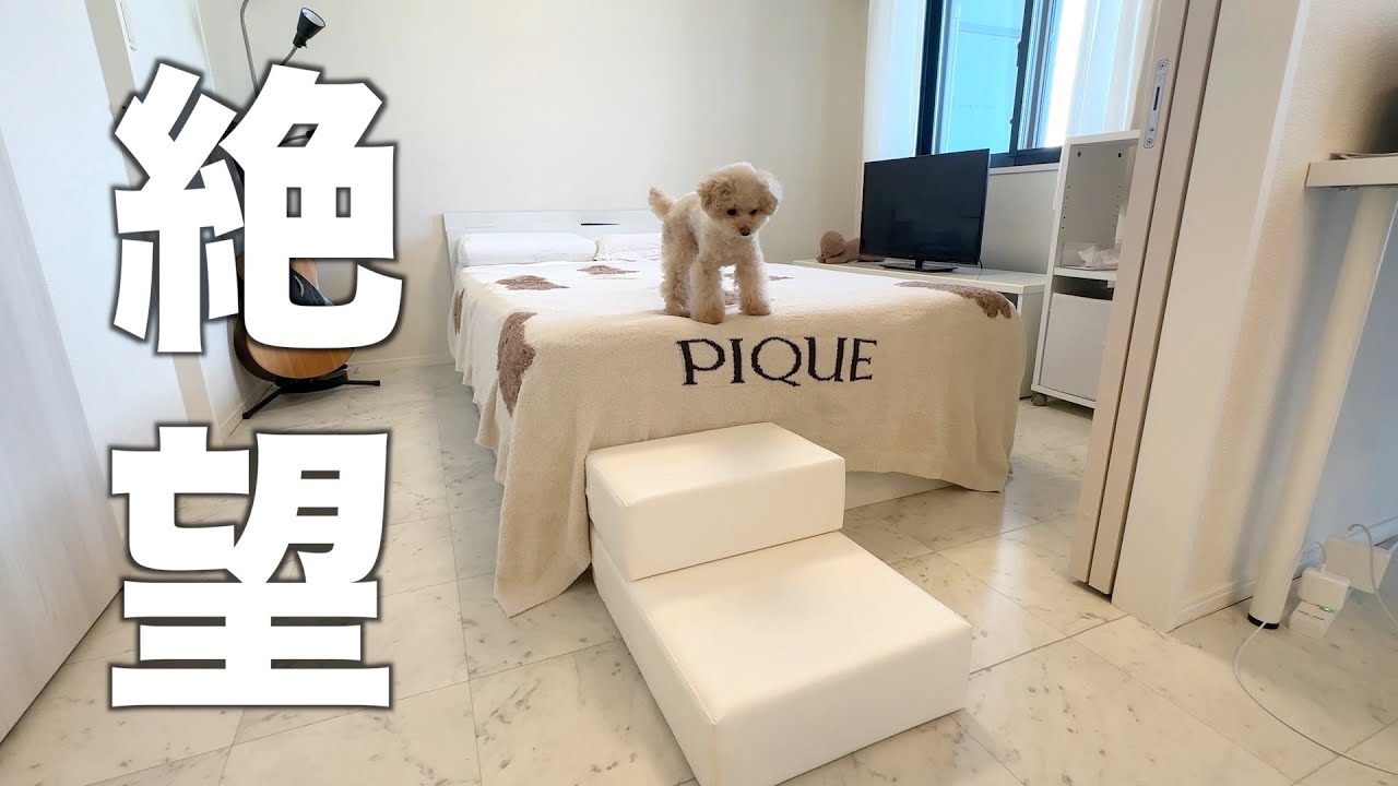 Иметь крошечную собаку очень сложно.