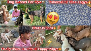 Dog Kennel Par Gyesame Bhura K Jaisa New Pitbull Puppy Milgyaghar Le Aaye New Entry