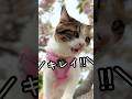 今日のおしゃべり小町。庭の花を楽しみたい！