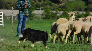 ¿Cómo se adiestra un perro pastor? El ganadero Alberto Riba nos lo cuenta