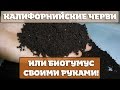 КАЛИФОРНИЙСКИЕ ЧЕРВИ и БИОГУМУС