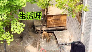 三天没更新毛孩子视频说出原因很无奈看不到希望的无力感