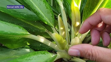 CÂY GIỮ TIỀN RA HOA | Bonsai miền tây